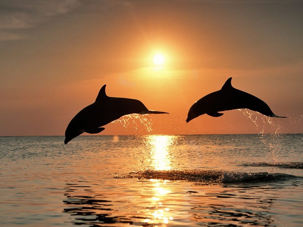 delfin-beobachtung-villas-sardinien-italien