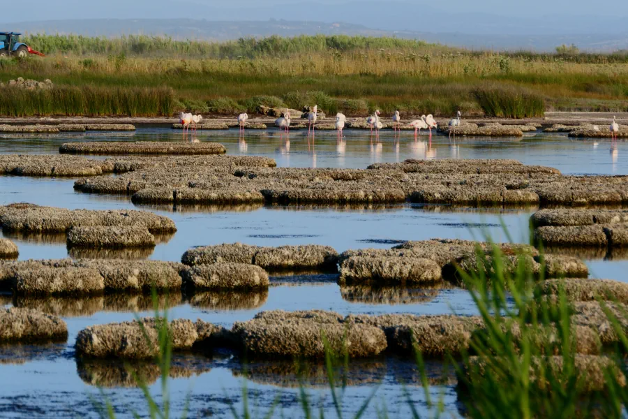 Cabras Wetlands - Pond of Cabras